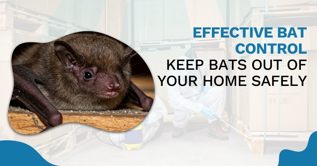 How to Get Rid of Bats: Proven Bat Control Tips for Homeowners | MN Pest Elimination