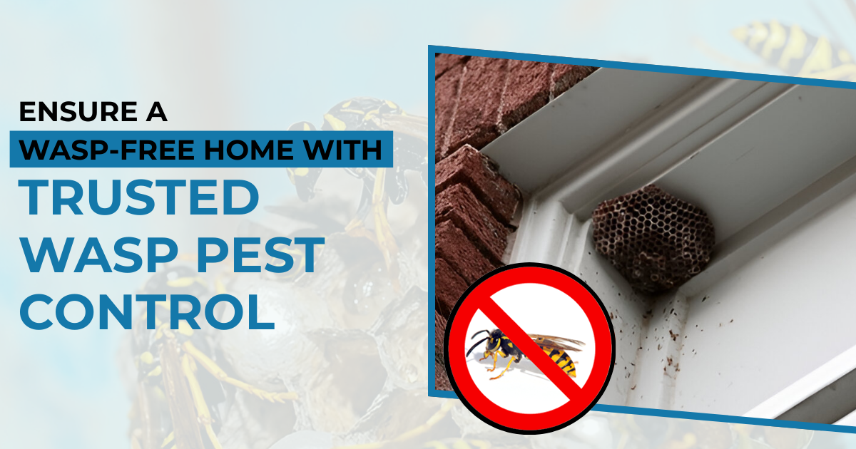 Wasp Pest Control to Keep Your Home Wasp-Free and Protected. | MN Pest Elimination