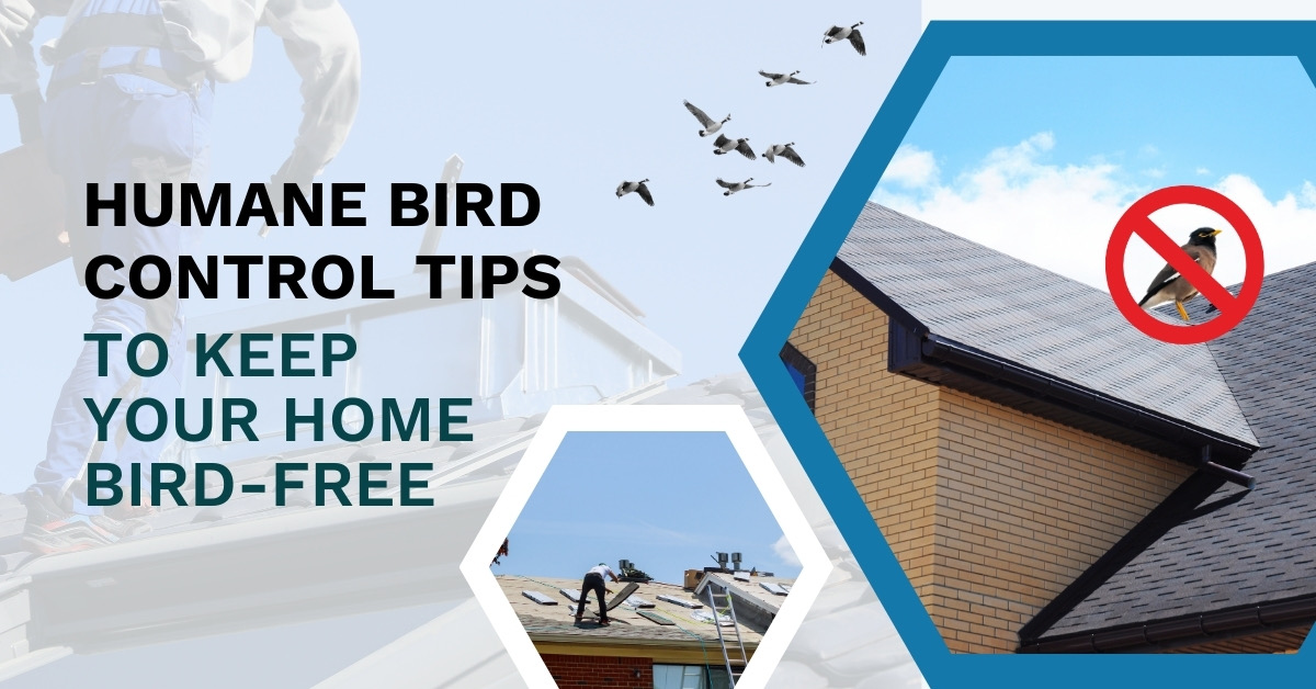 Humane Bird Control Tips | Safe & Effective Bird Prevention | MN Pest Elimination