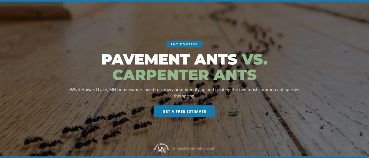Pavement Ants vs. Carpenter Ants: What Howard Lake, MN Homeowners Need to Know | MN Pest Elimination | MN Pest Elimination